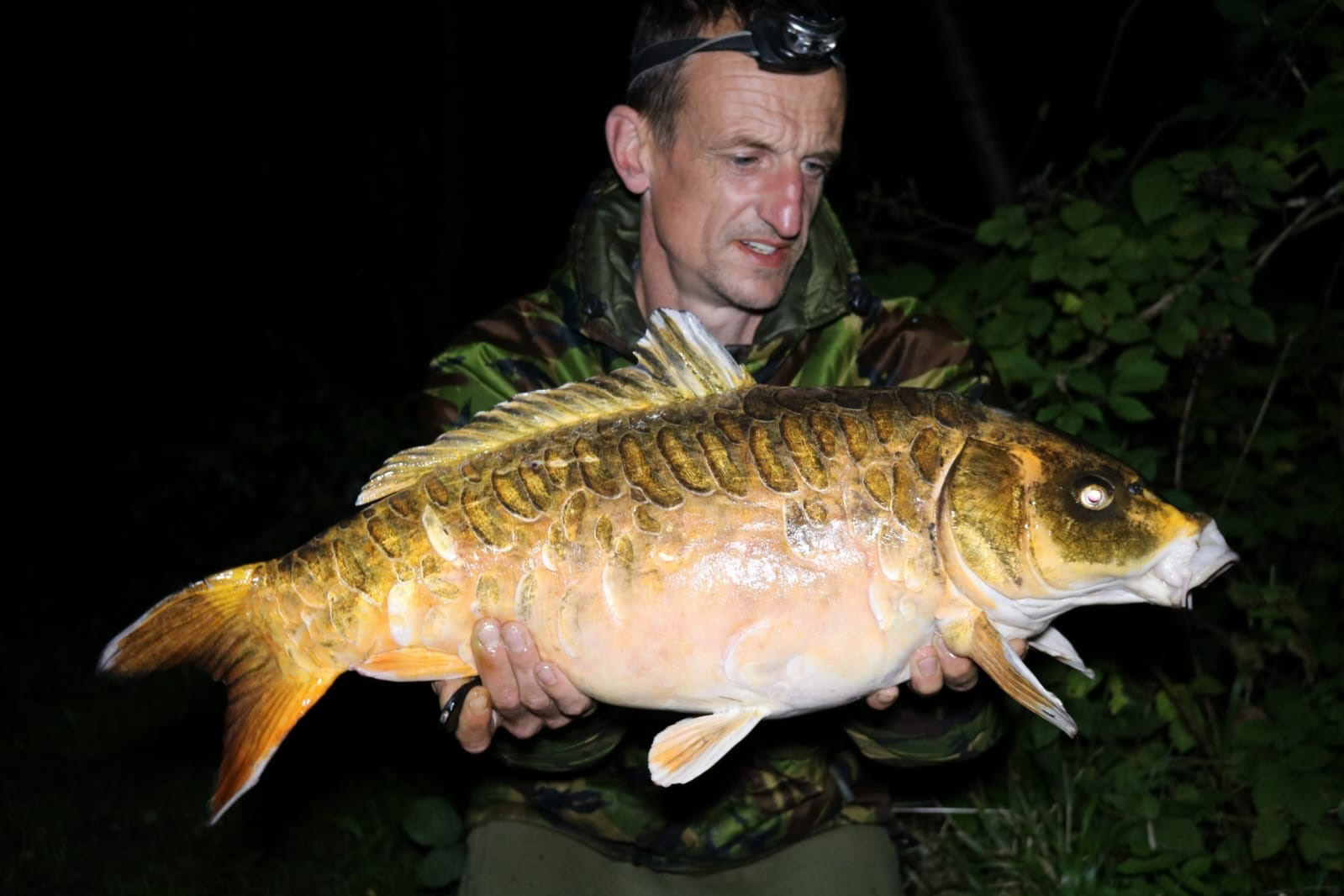 scaly koi